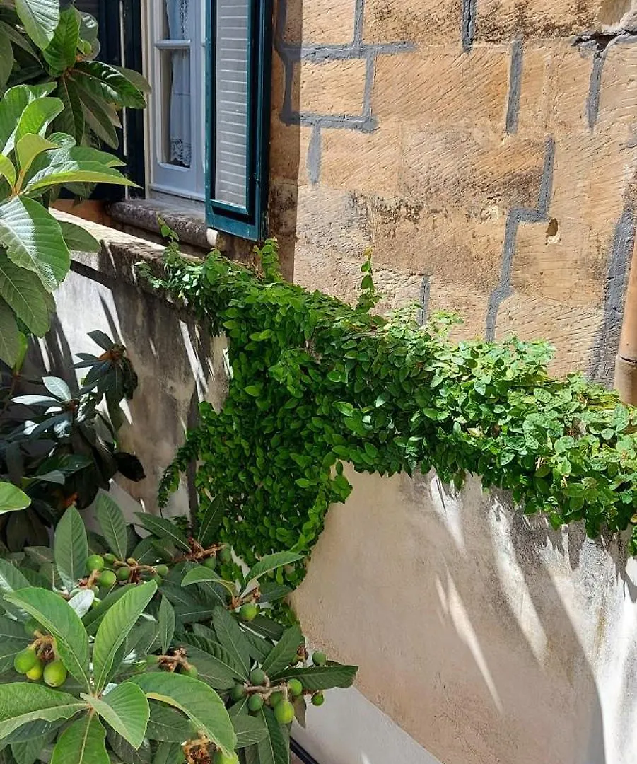 Massa House Bed & Breakfast Lecce